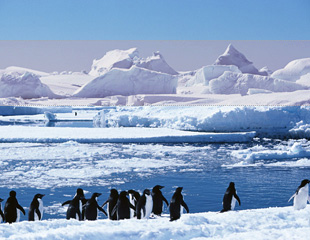 地球温暖化が原因で北極・南極の動物たちの住む場所が・・・