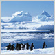 北極と南極の野生動物たち